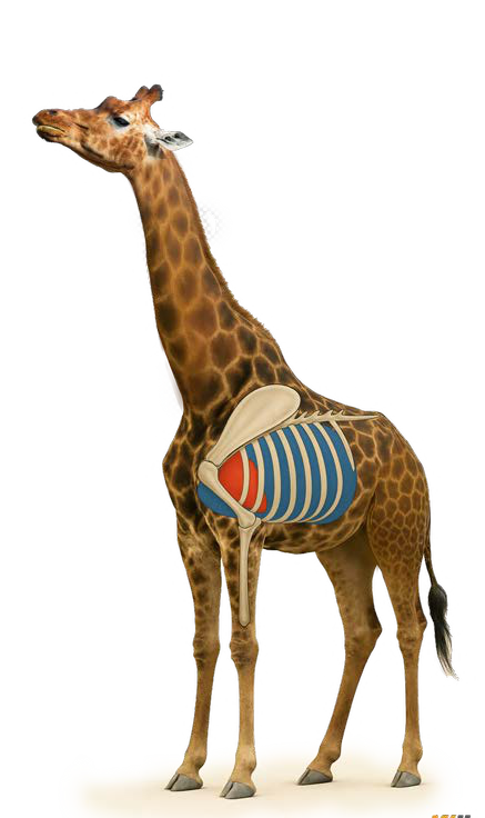 B1 Printed Animal Target Giraffe