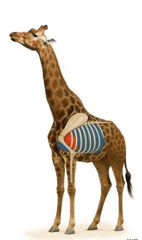 B1 Printed Animal Target Giraffe