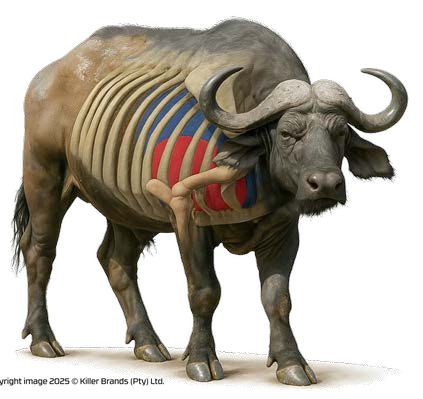 B1 Printed Animal Target Buffalo