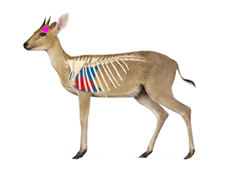 B1 Printed Animal Target Duiker