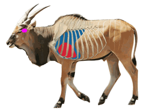B1 Printed Animal Target Eland