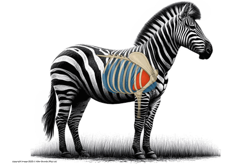 B1 Printed Animal Target Zebra